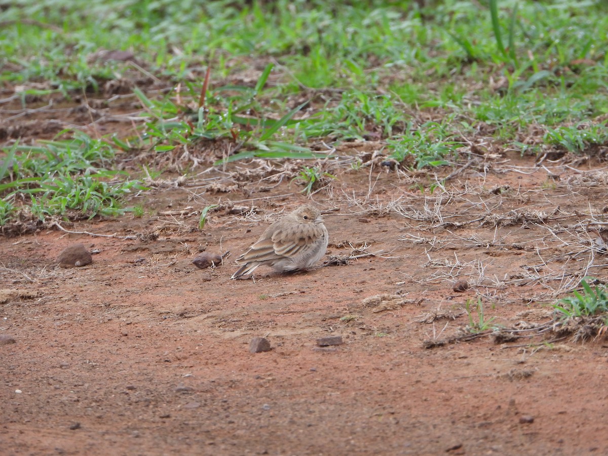 Ashy-crowned Sparrow-Lark - ML621021896