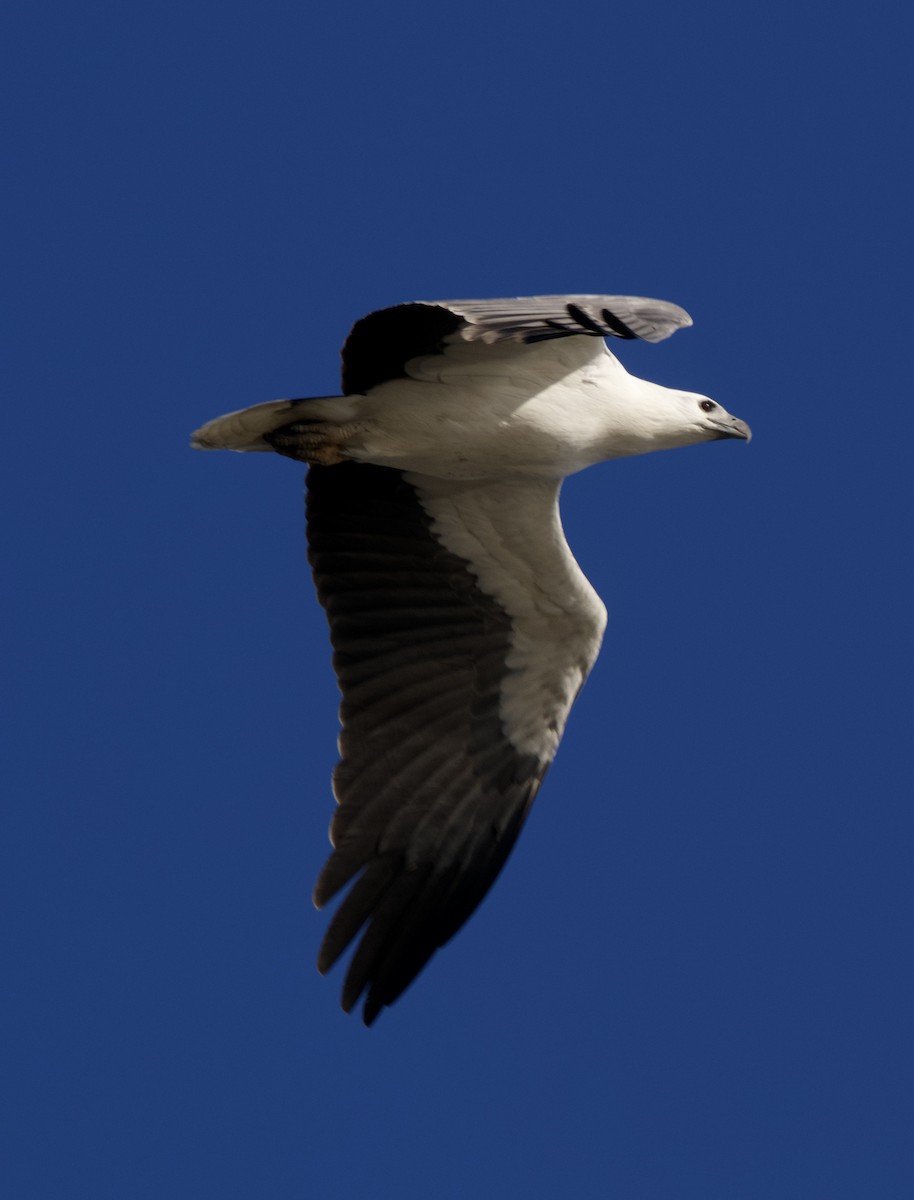 Белобрюхий орлан - ML621021901