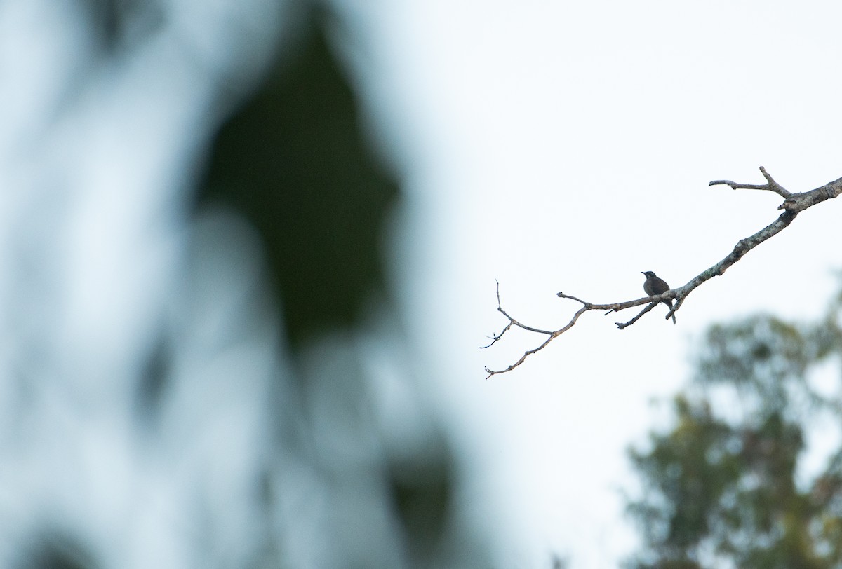 Streak-headed Honeyeater - ML621021924