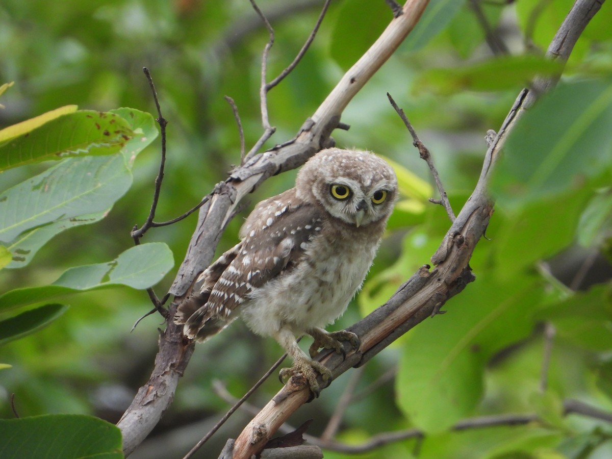 Spotted Owlet - Yogesh More