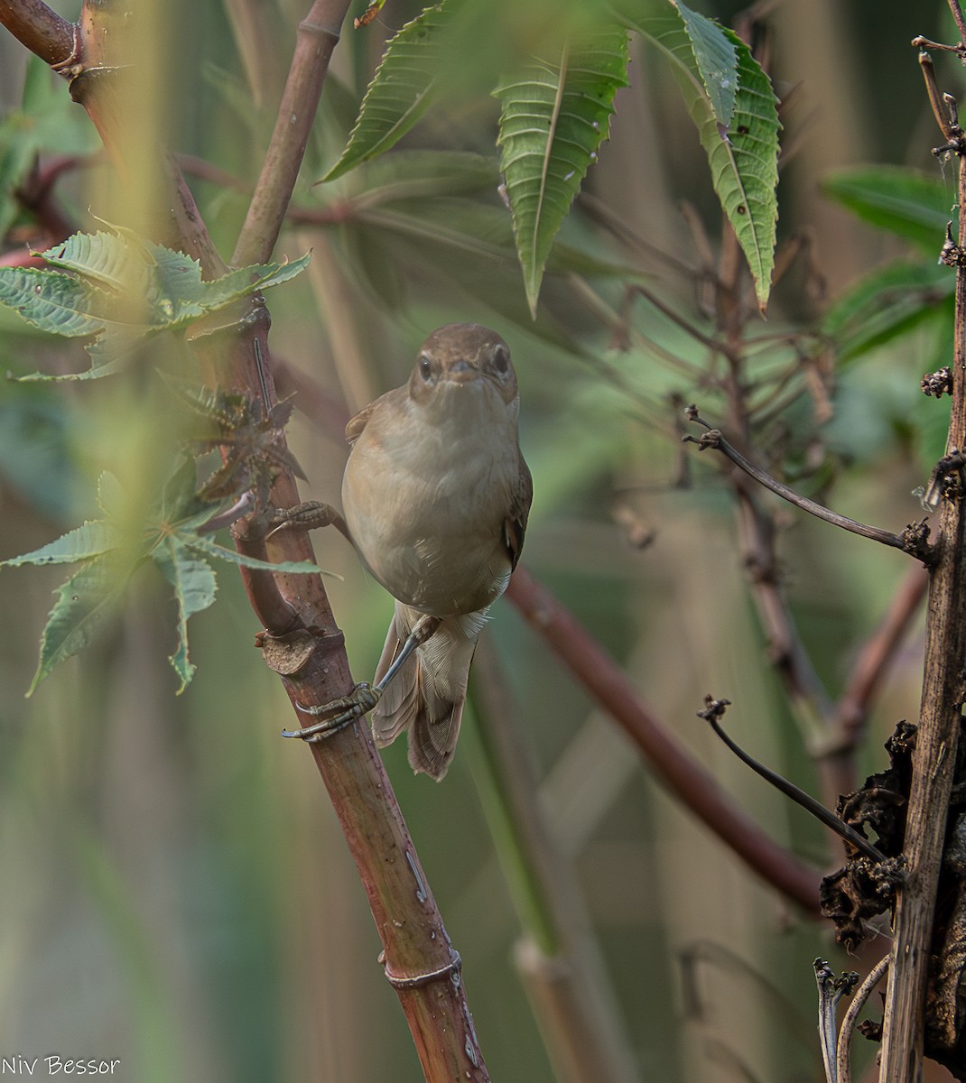 Common Reed Warbler - ML621021953