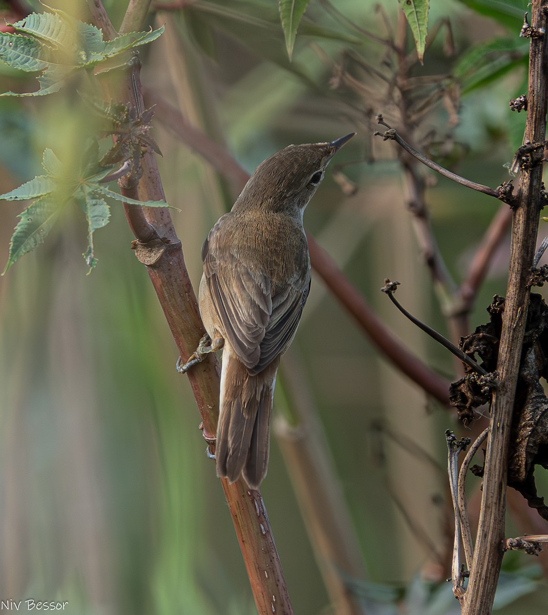 Common Reed Warbler - ML621021954