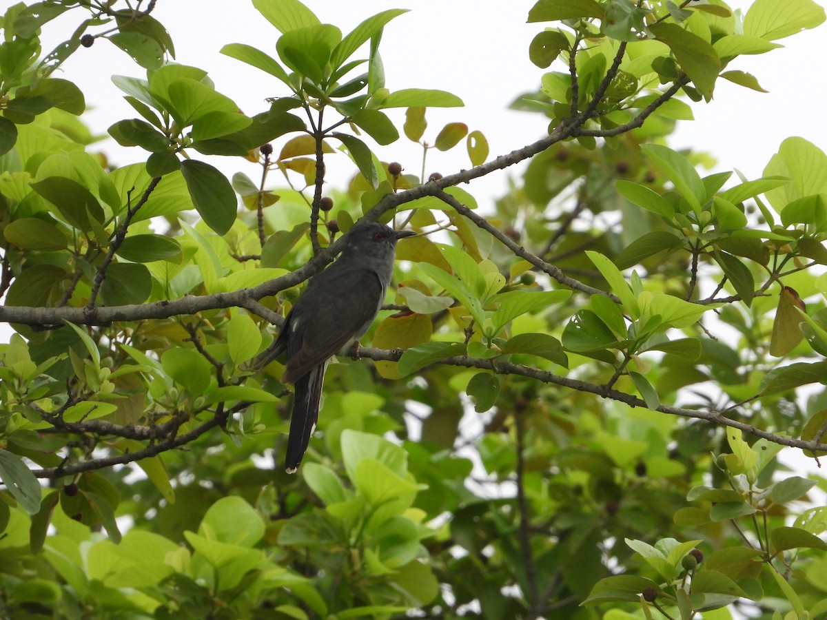 Gray-bellied Cuckoo - ML621021960