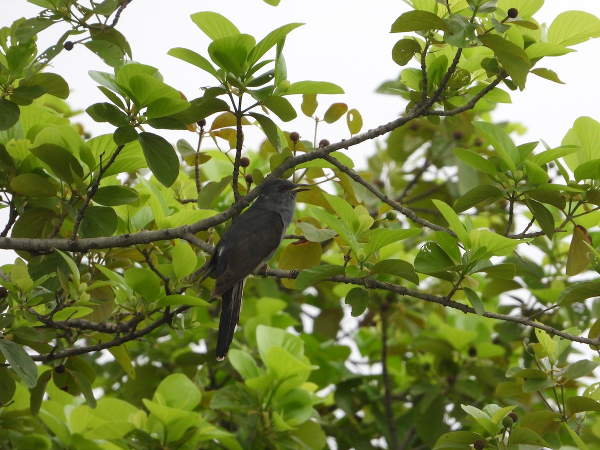 Gray-bellied Cuckoo - ML621021961