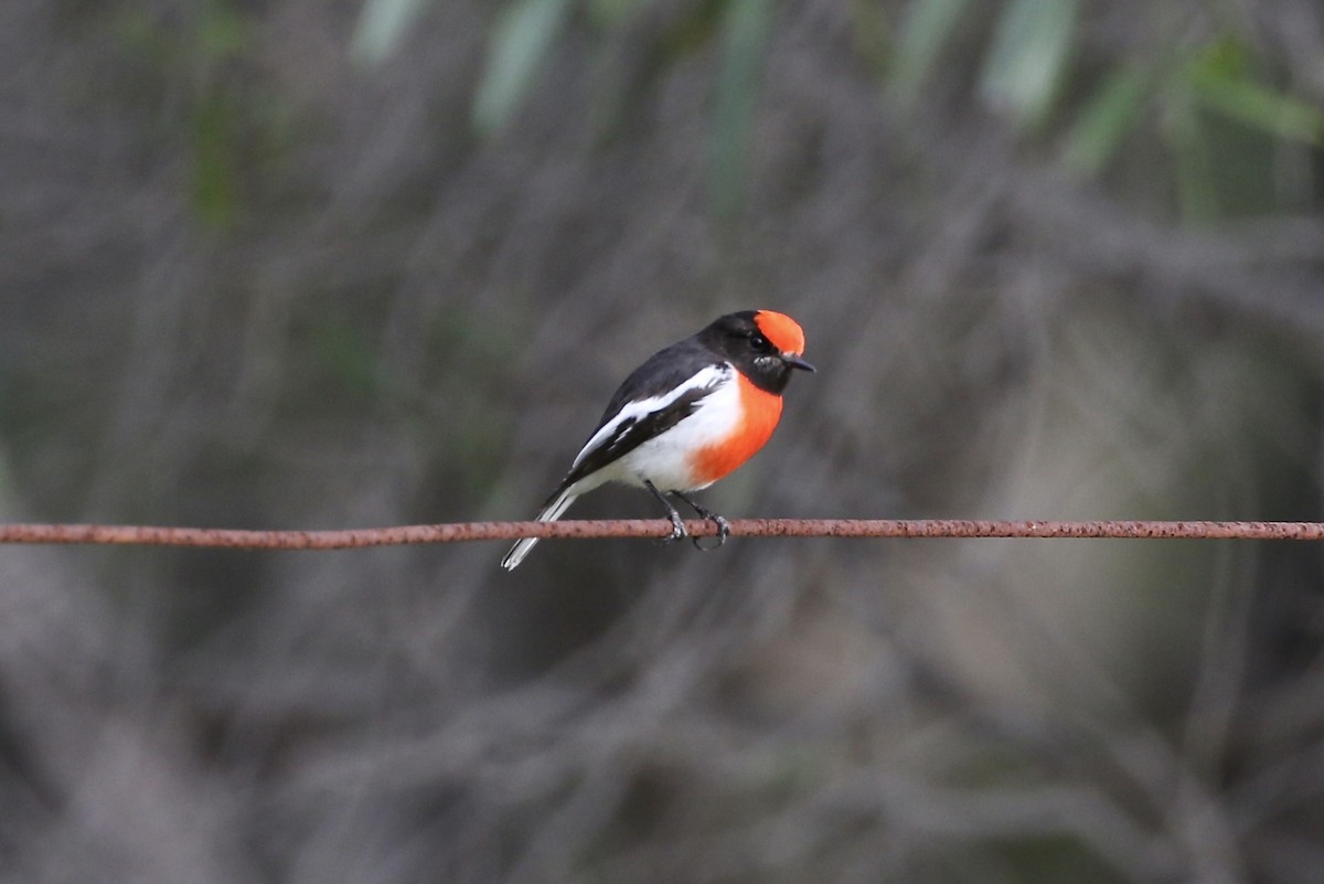 Red-capped Robin - ML621022002