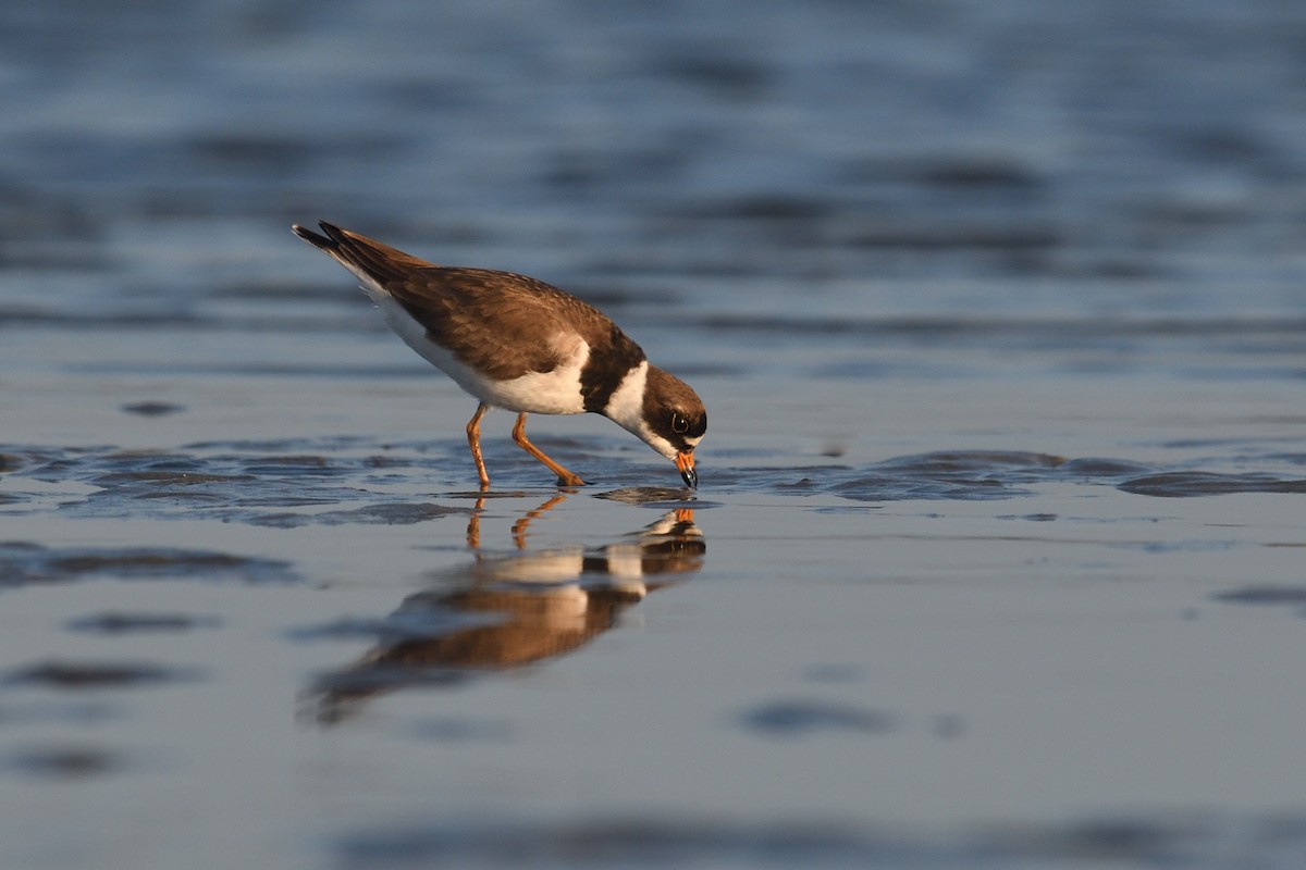 Semipalmated Plover - ML621022022