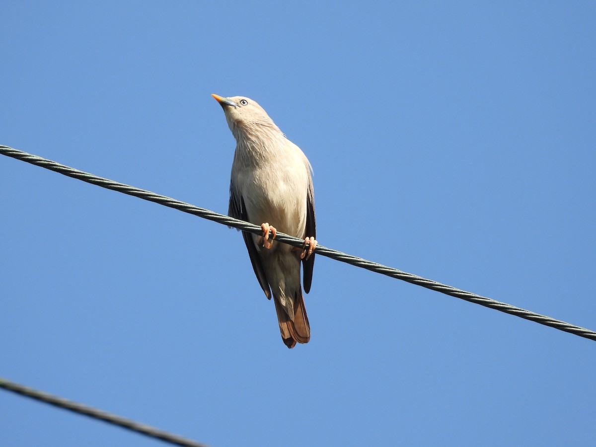 Chestnut-tailed Starling - ML621022049