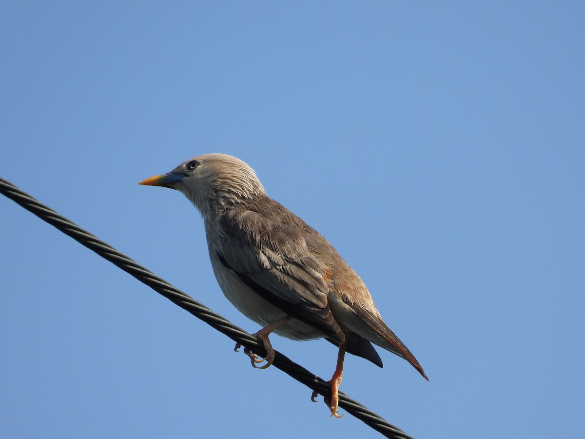 Chestnut-tailed Starling - ML621022050