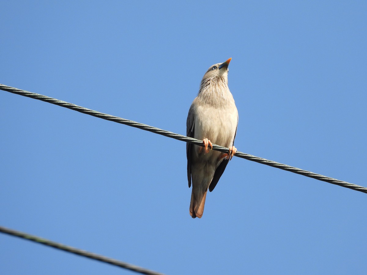 Chestnut-tailed Starling - ML621022055