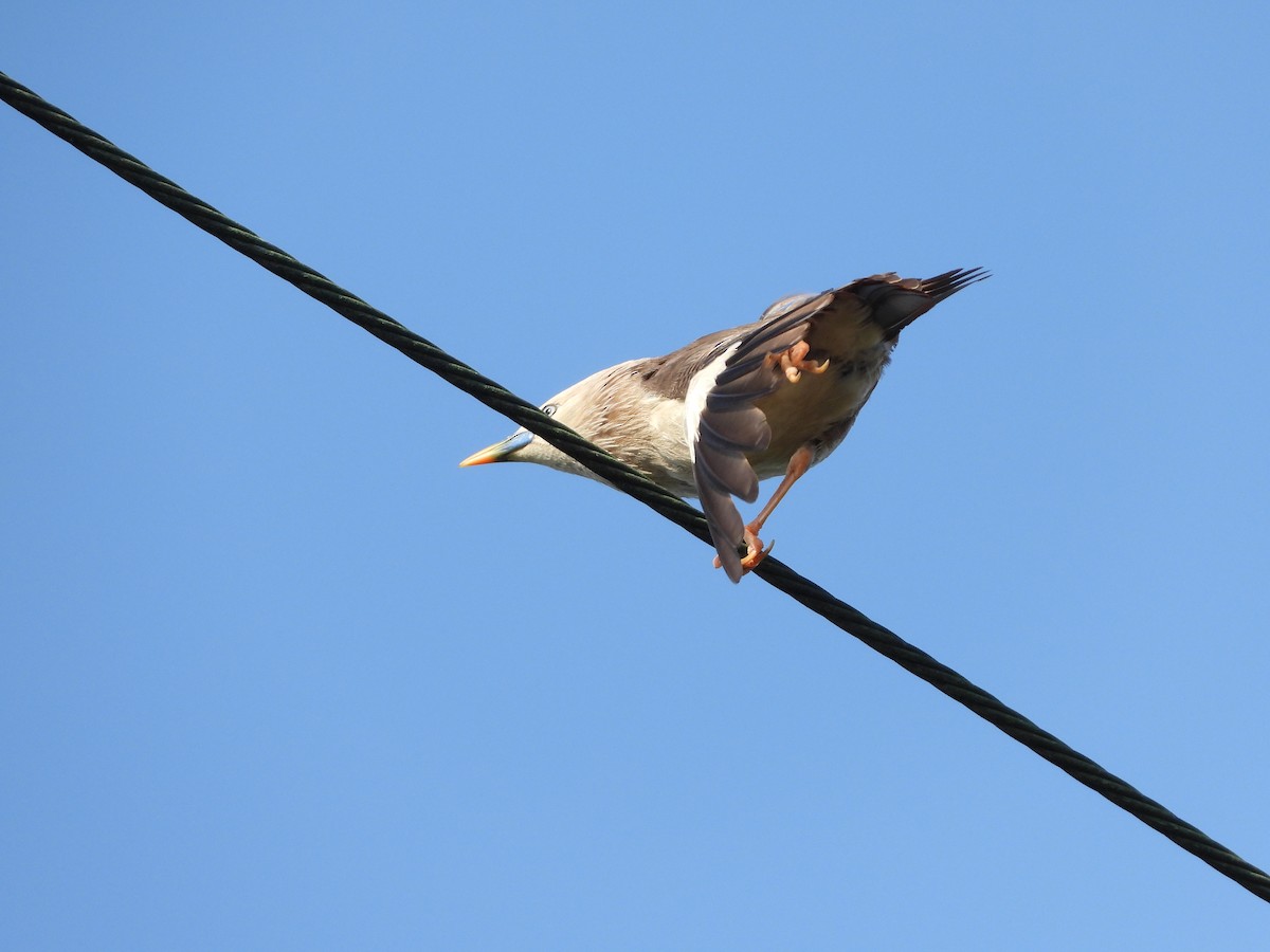 Chestnut-tailed Starling - ML621022057