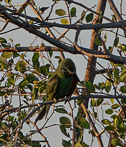Blue-cheeked Bee-eater - ML621022088