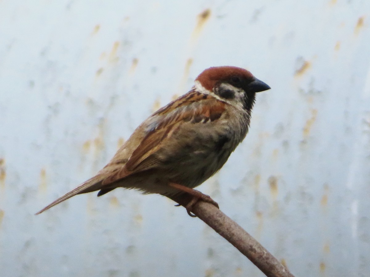 Eurasian Tree Sparrow - ML621022096
