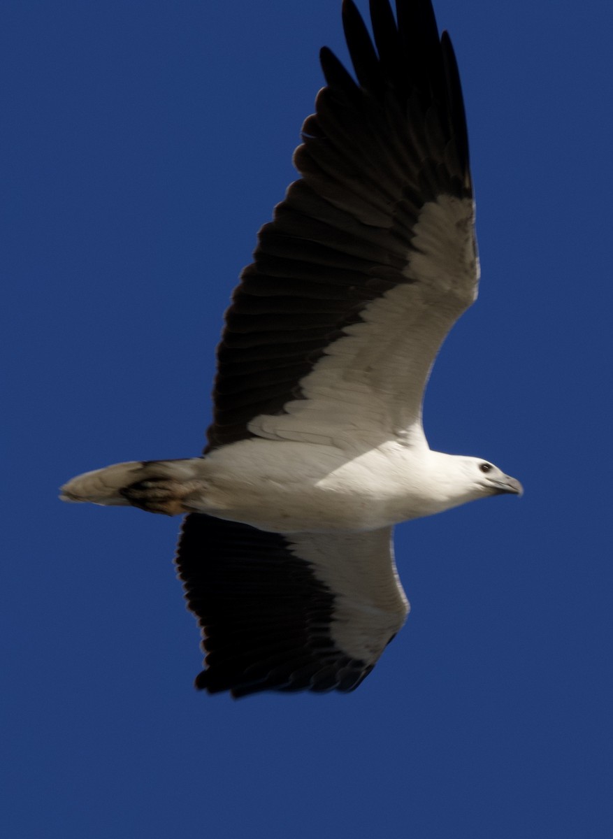 White-bellied Sea-Eagle - ML621022100