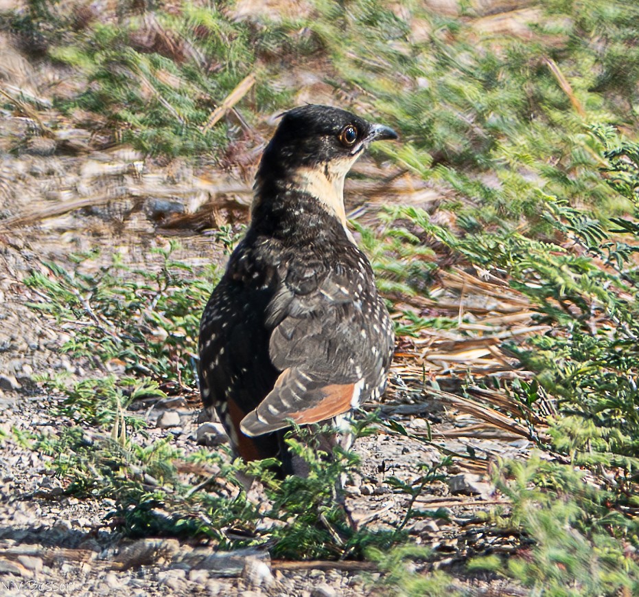 Great Spotted Cuckoo - Niv Bessor