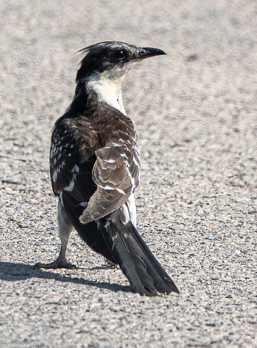 Great Spotted Cuckoo - ML621022114