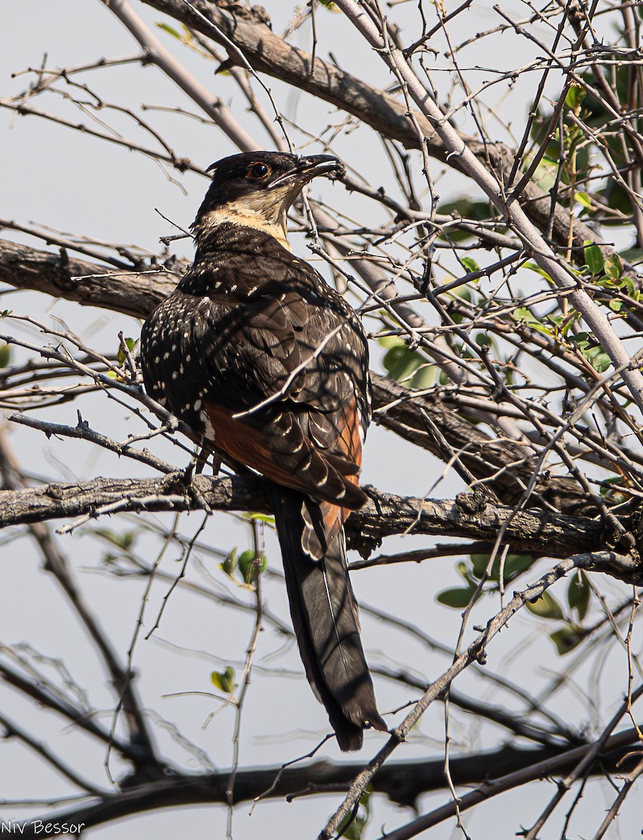 Great Spotted Cuckoo - ML621022115