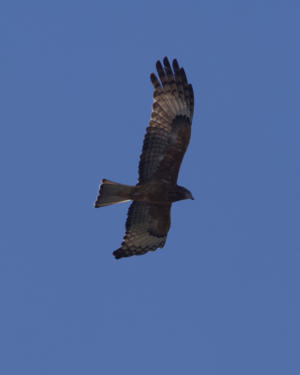 Square-tailed Kite - ML621022143