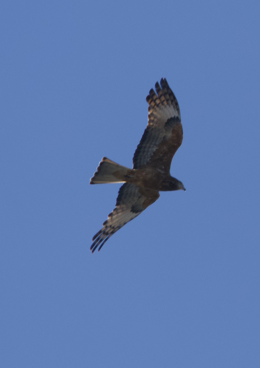 Square-tailed Kite - ML621022149