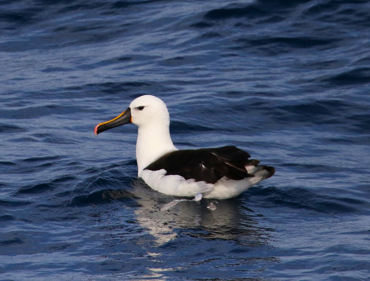 Indian Yellow-nosed Albatross - ML621022170