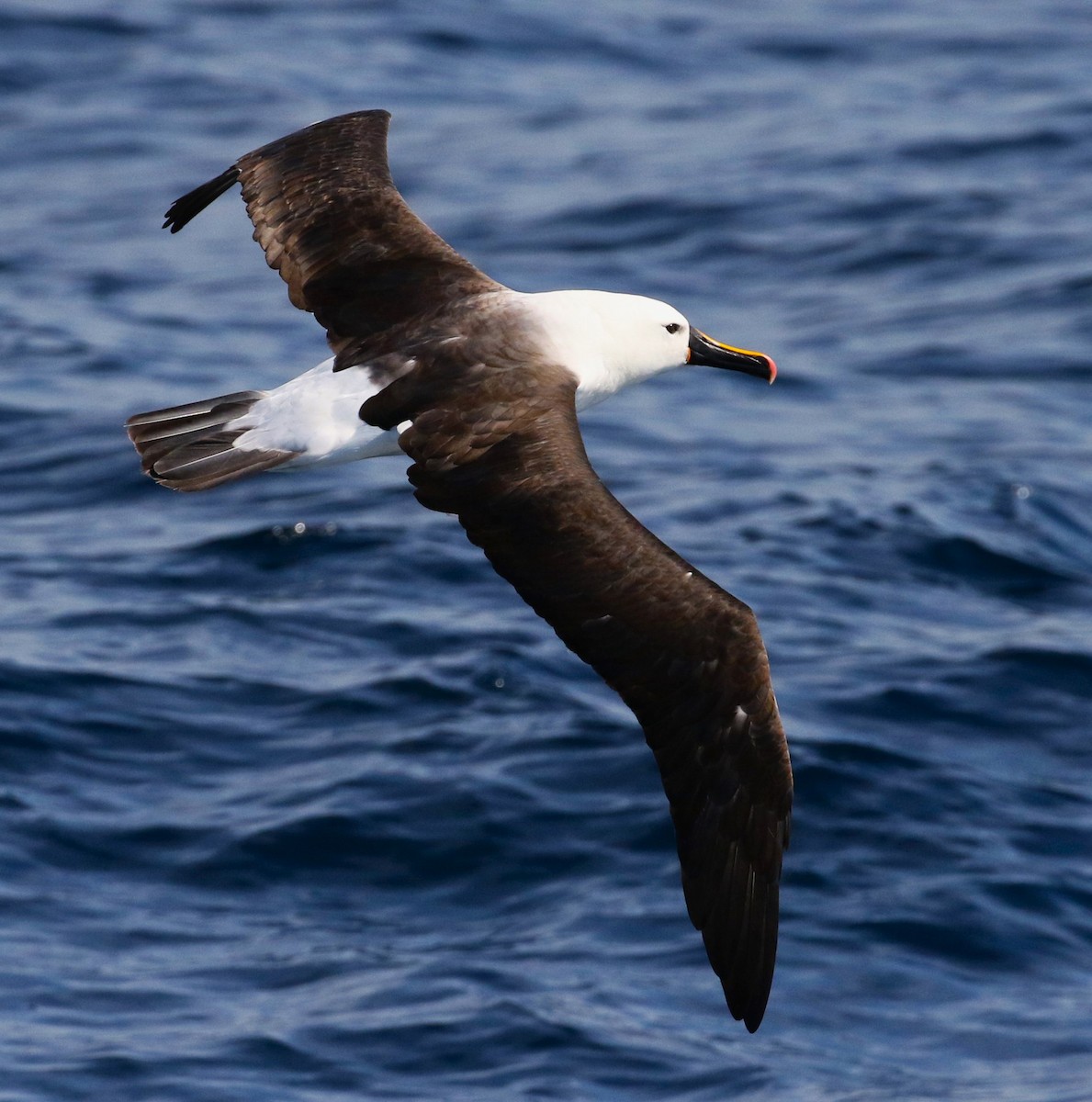 Indian Yellow-nosed Albatross - ML621022174