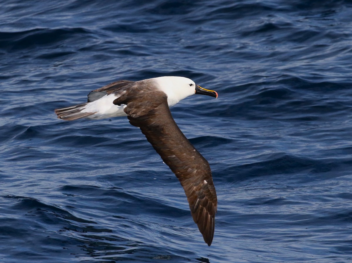Indian Yellow-nosed Albatross - ML621022175