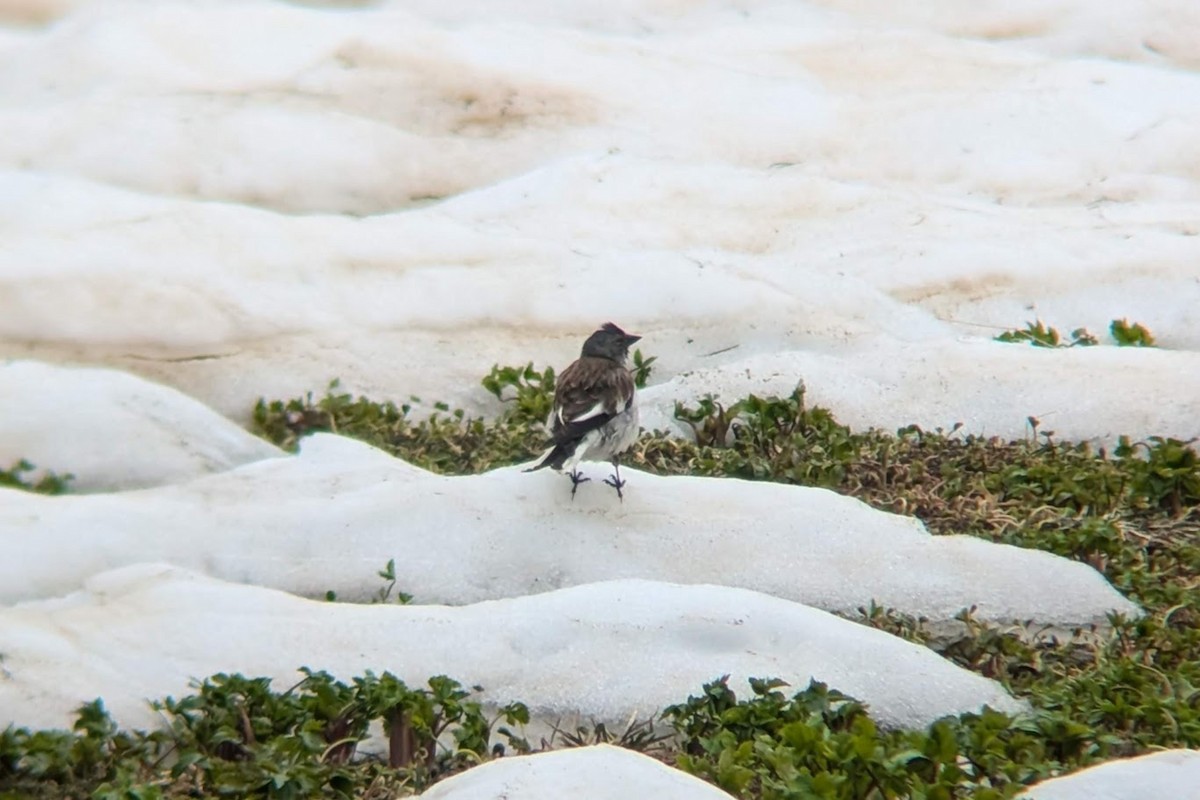 White-winged Snowfinch - ML621022189