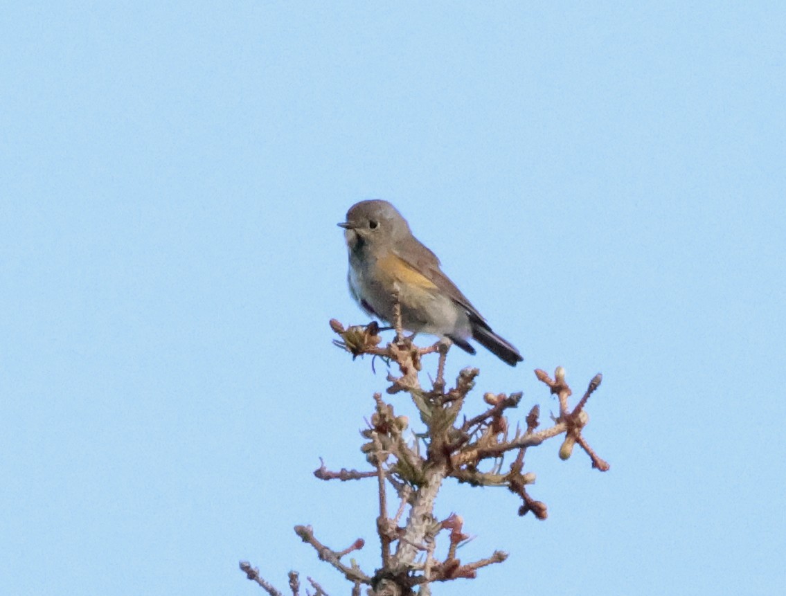 Red-flanked Bluetail - ML621022222