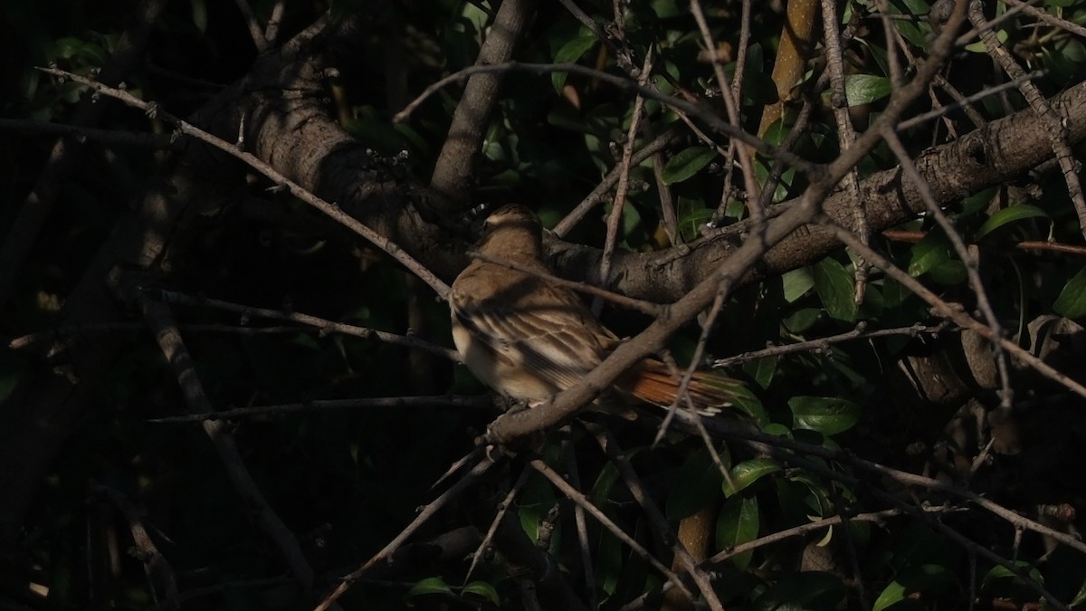 Rufous-tailed Scrub-Robin - ML621022235
