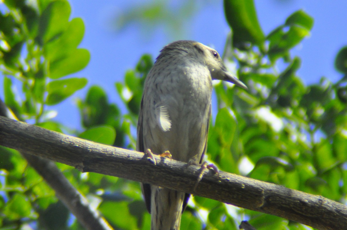 Striated Grassbird - Romualdo Calbes
