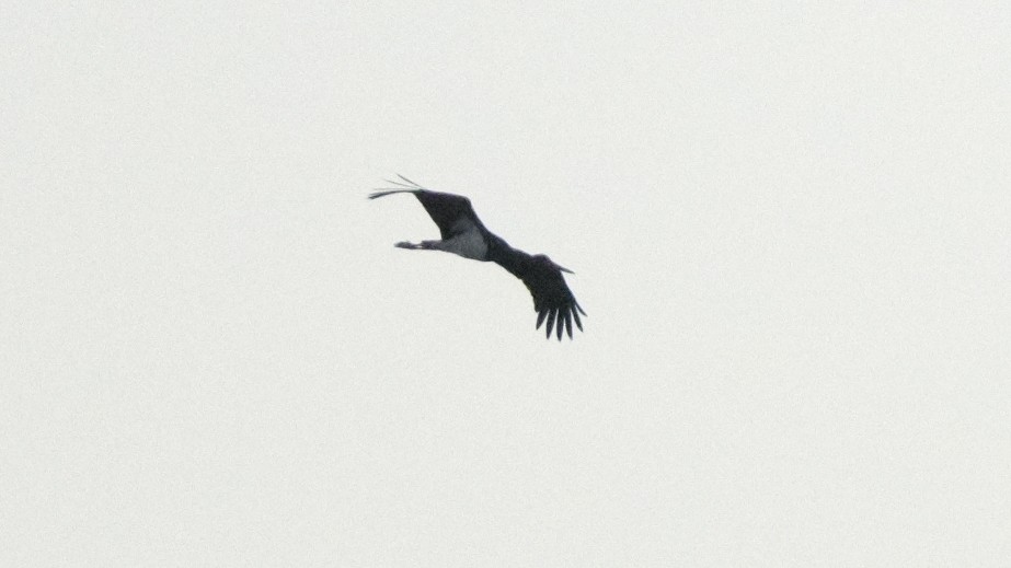 Black Stork - ML621022240
