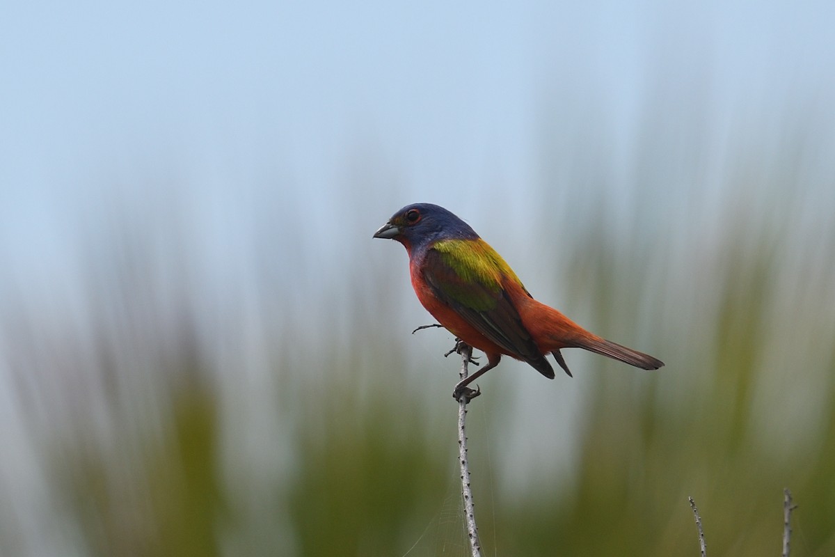 Painted Bunting - ML621022264