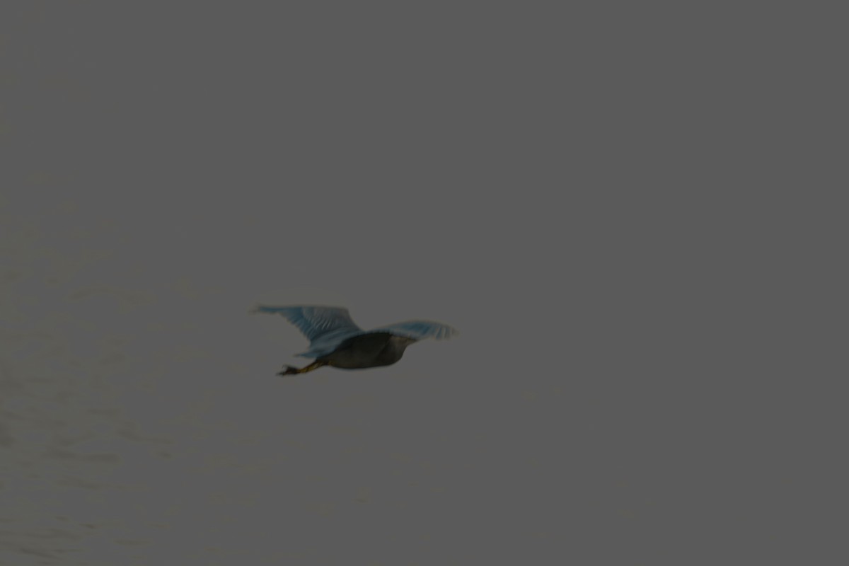 Striated Heron - ML621022268