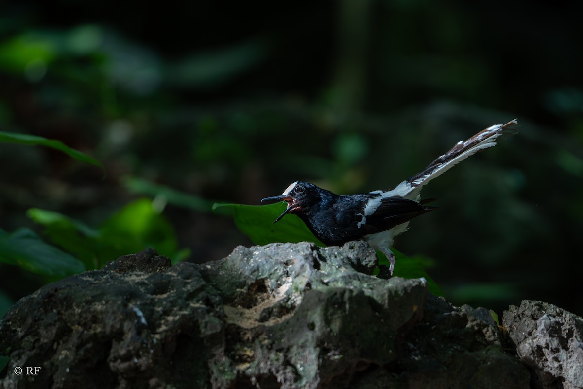 White-crowned Forktail (Northern) - ML621022284