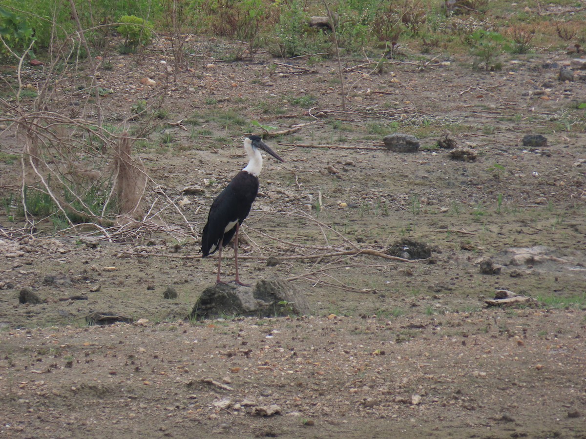 Asian Woolly-necked Stork - ML621022359