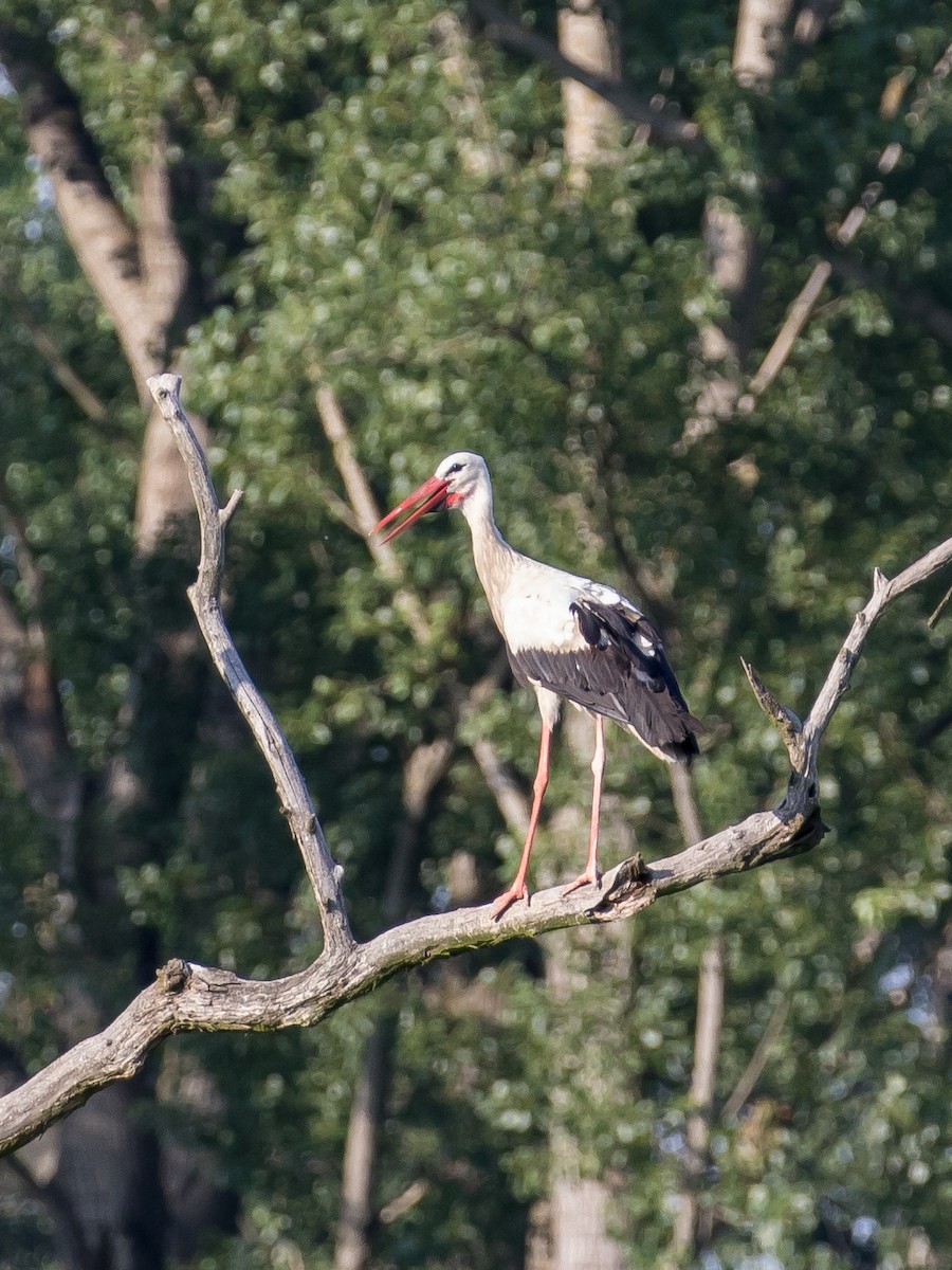 White Stork - ML621022366