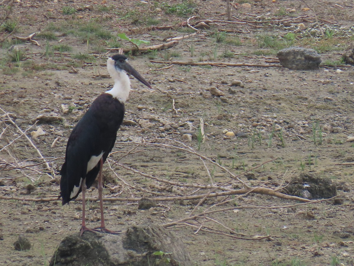 Asian Woolly-necked Stork - ML621022367