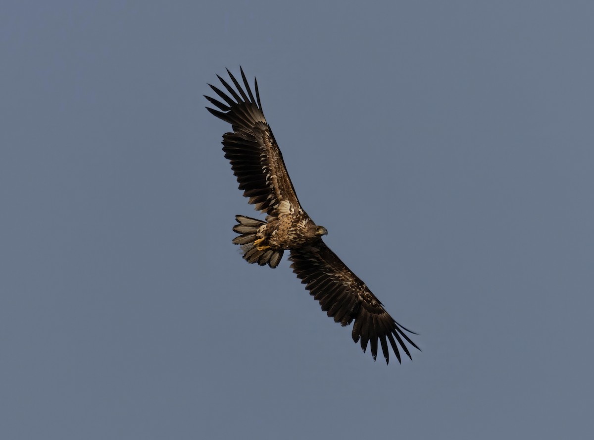 White-tailed Eagle - ML621022419