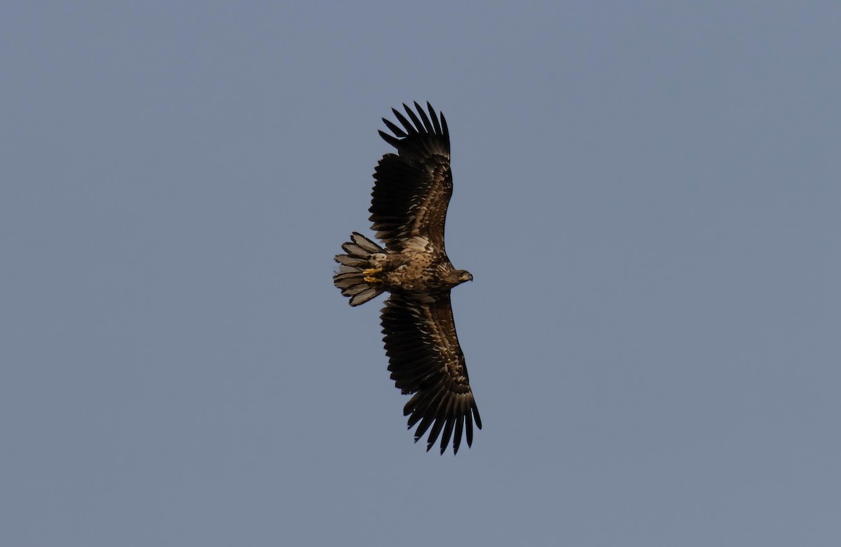 White-tailed Eagle - ML621022420