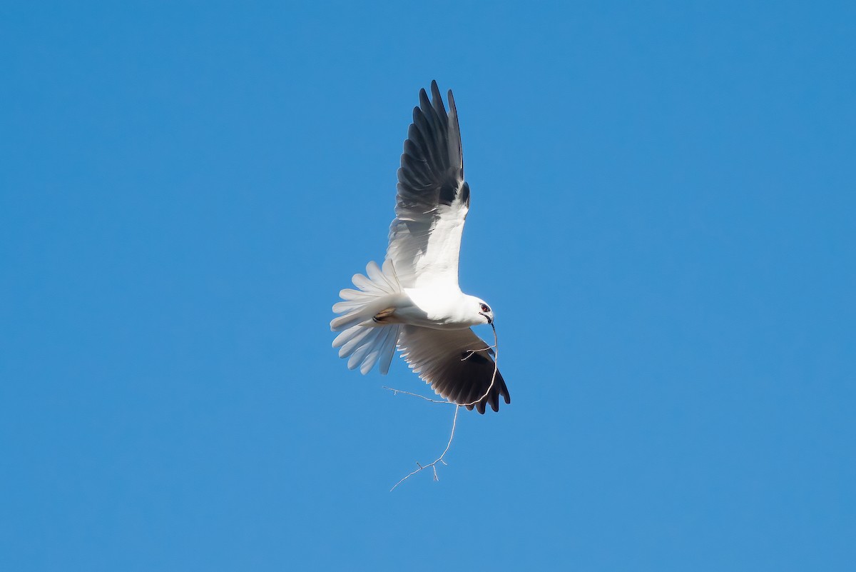 Black-shouldered Kite - ML621022445