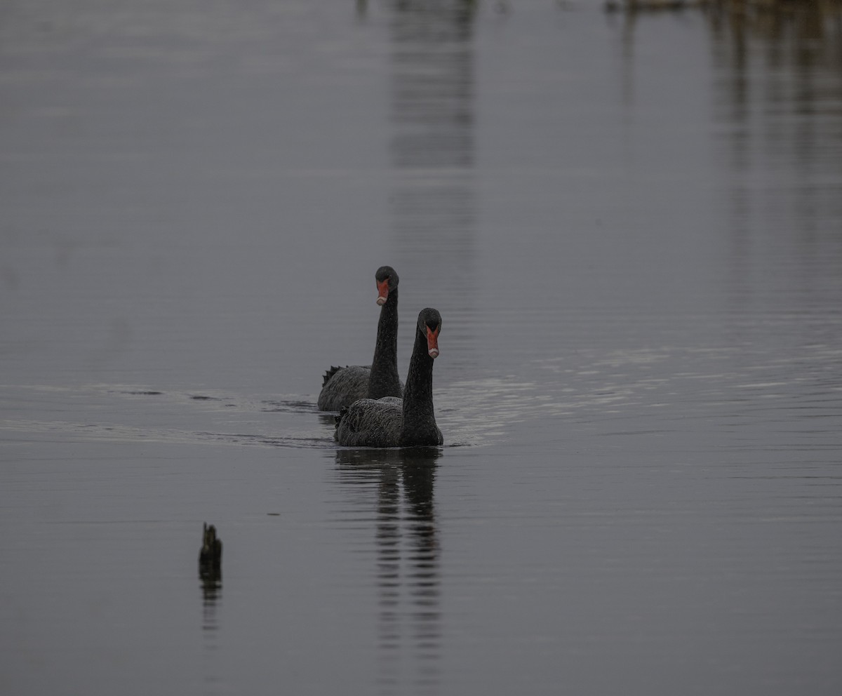 Black Swan - ML621022456