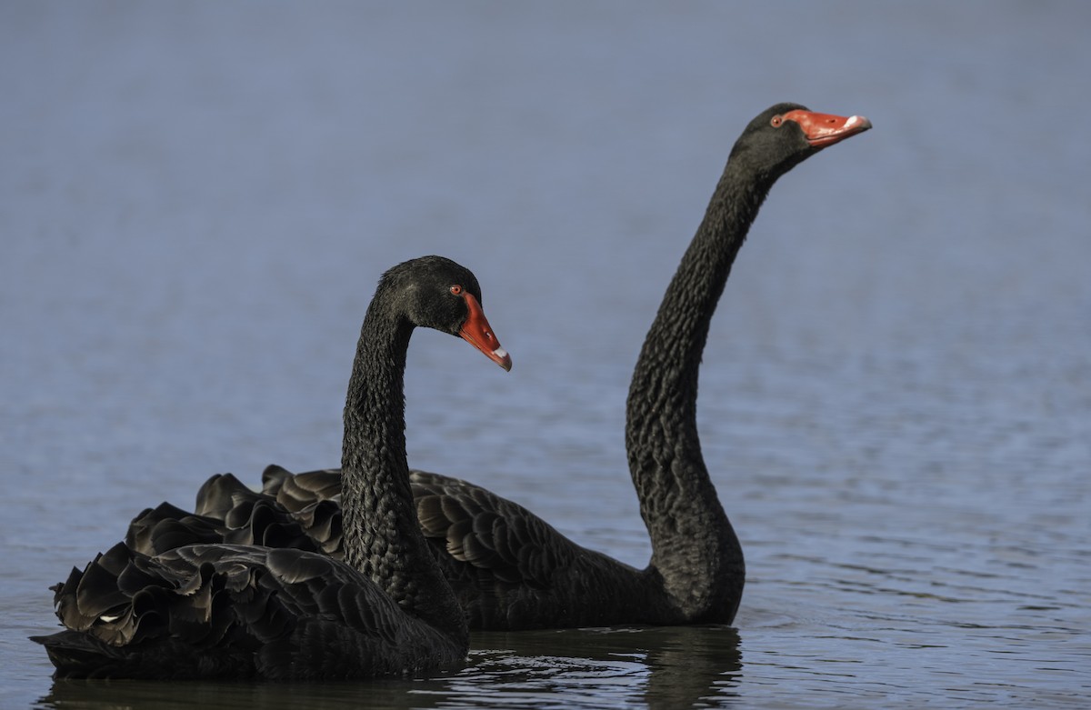 Black Swan - ML621022459