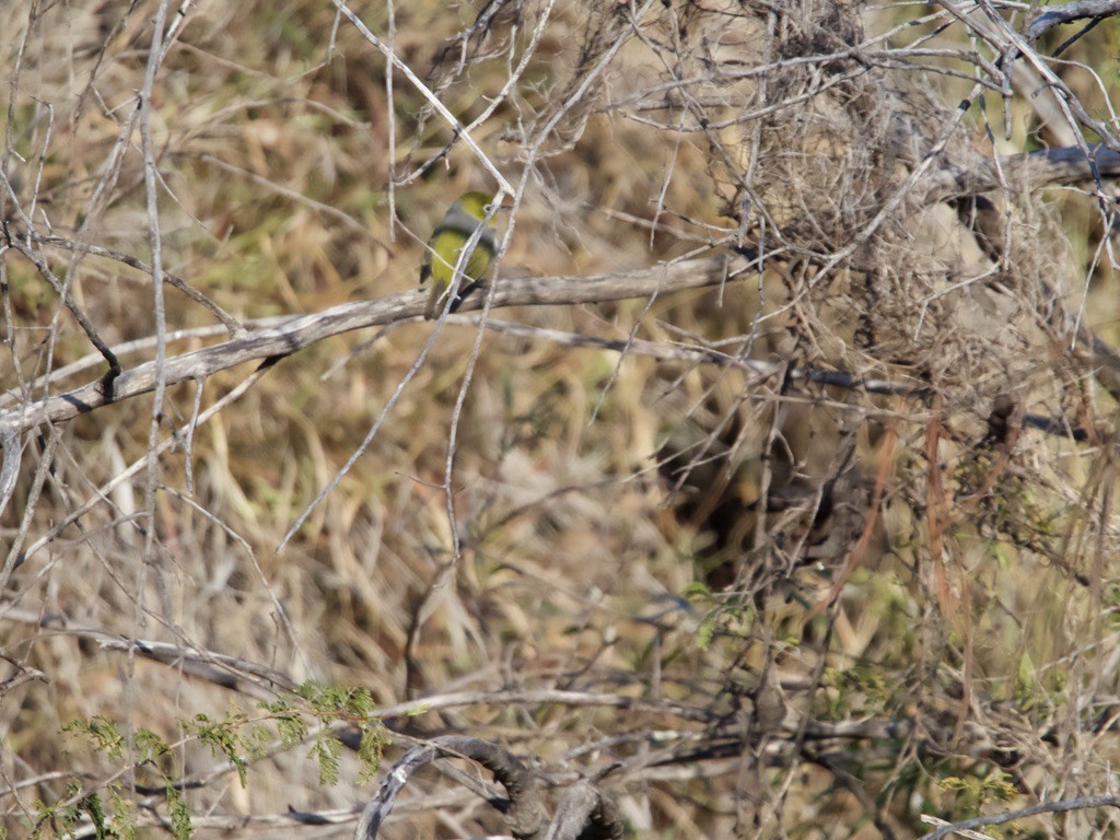 Graumantel-Brillenvogel - ML621022515