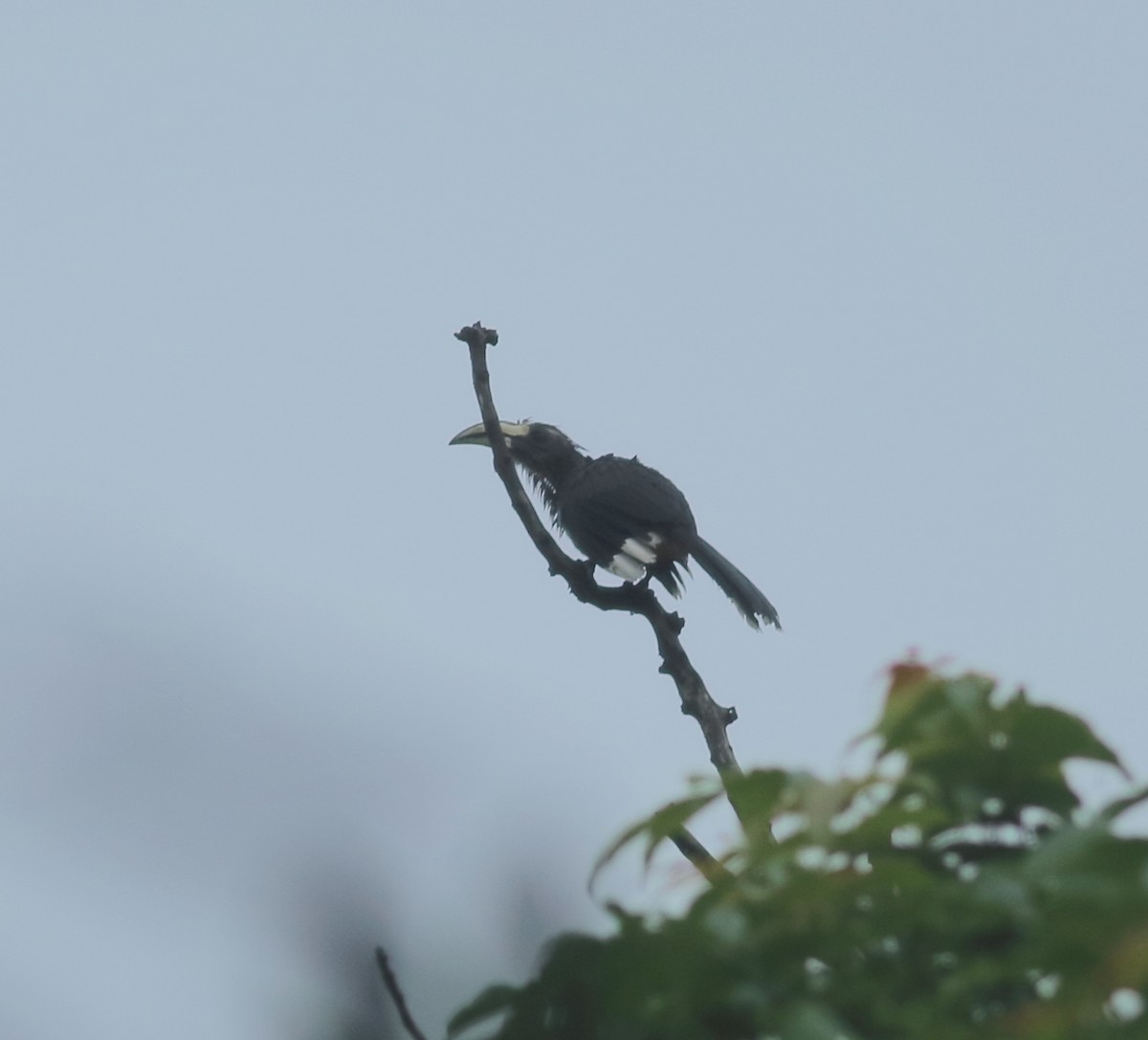 Malabar Gray Hornbill - ML621022517