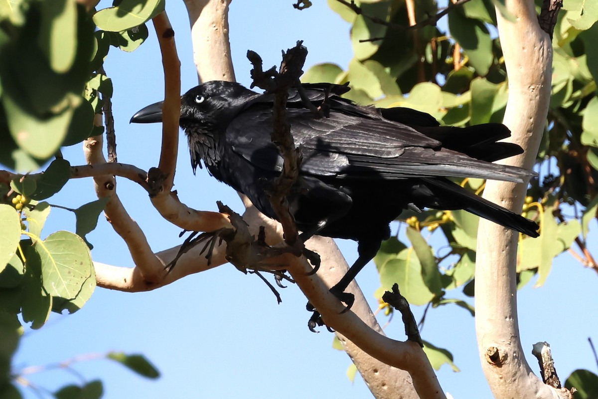 Australian Raven - ML621022524