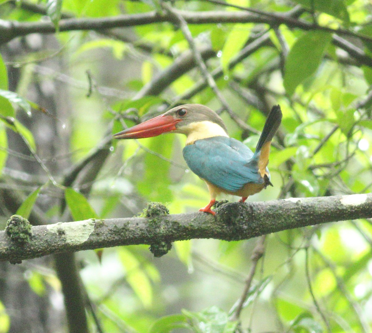 Stork-billed Kingfisher - Savio Fonseca (www.avocet-peregrine.com)