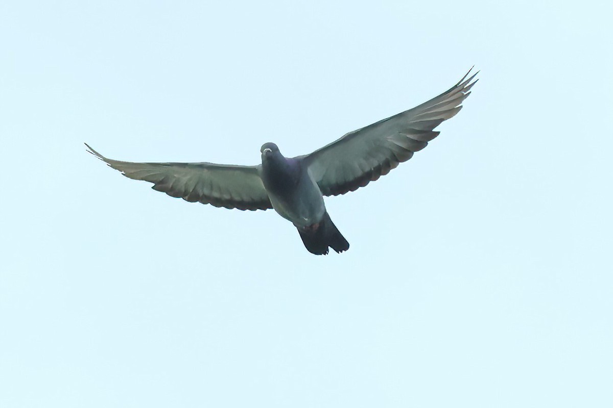 Pigeon biset (forme domestique) - ML621022545