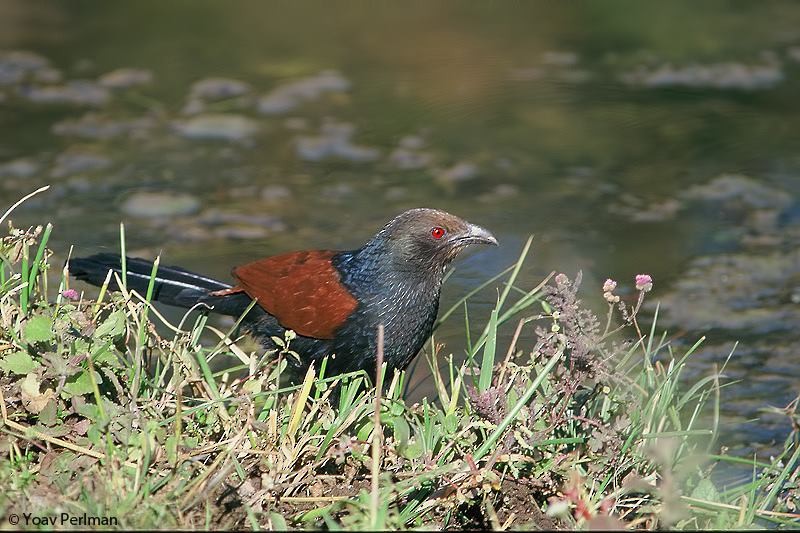 Greater Coucal - ML621022552