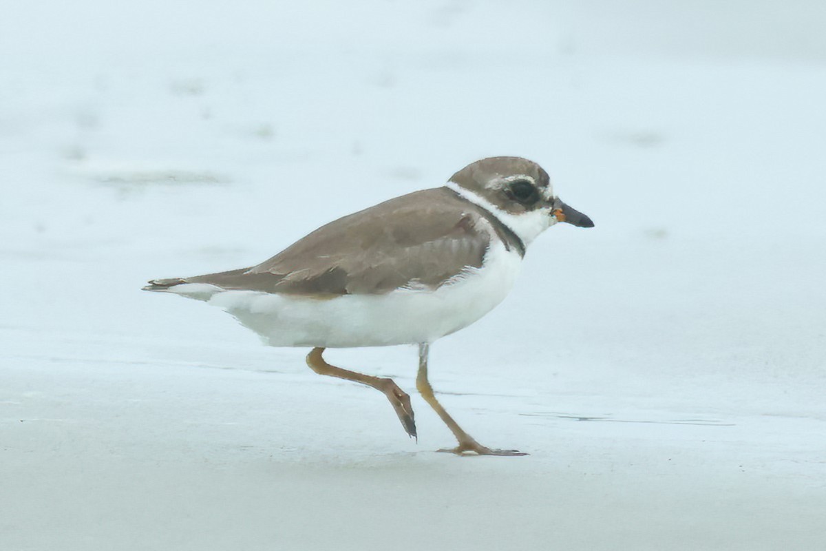 Semipalmated Plover - ML621022563
