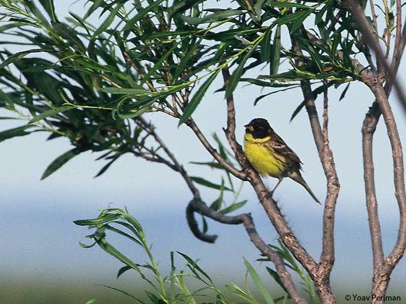 Yellow-breasted Bunting - ML621022570
