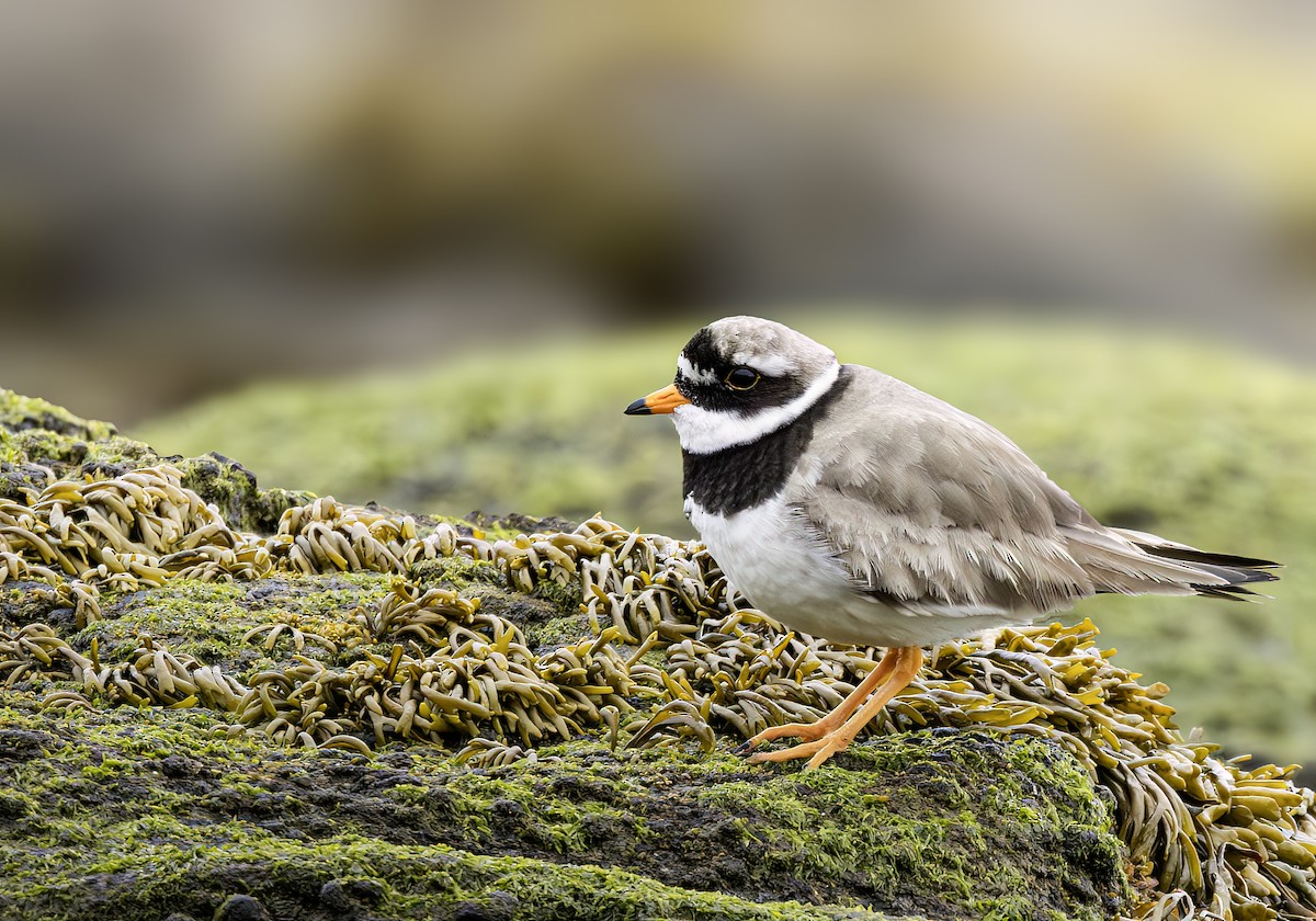 Common Ringed Plover - ML621022578